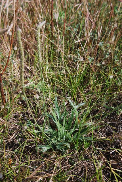 Plantago coronopus